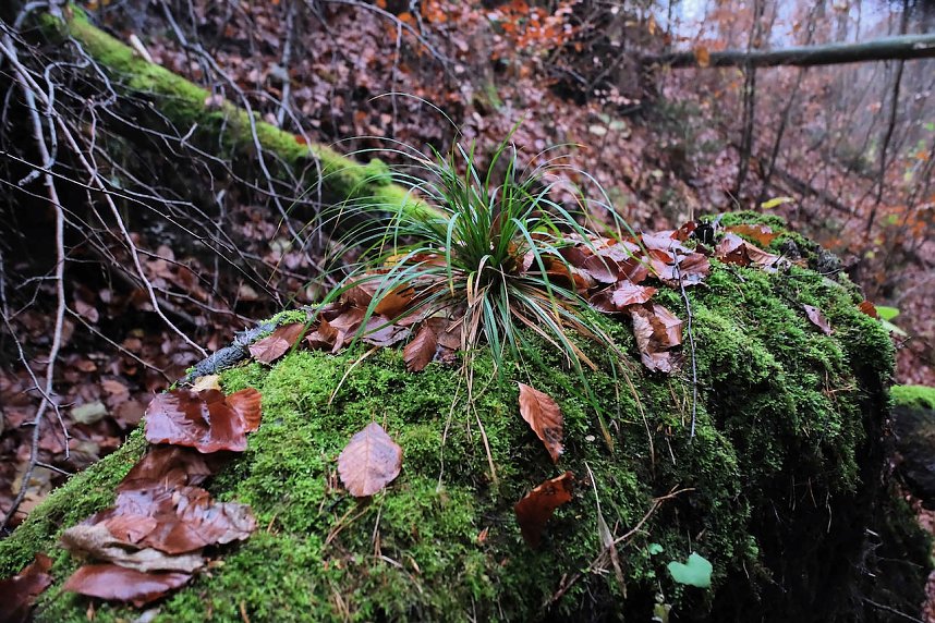 Peter Blei unterwegs im Urwald
