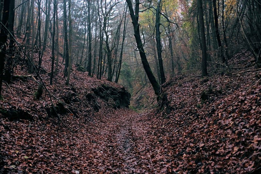 Peter Blei unterwegs im Urwald
