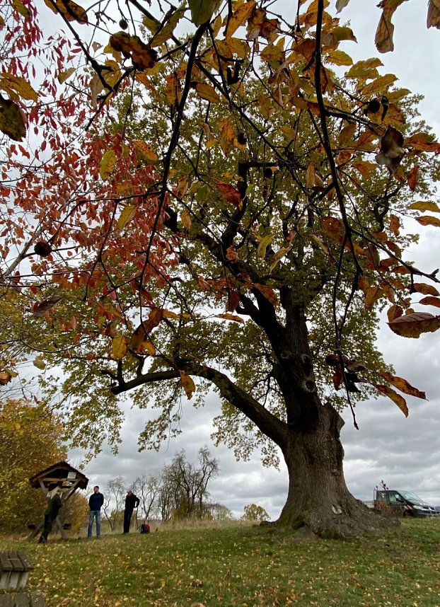 Neue Schilder an alten Nordh&auml;user B&auml;umen