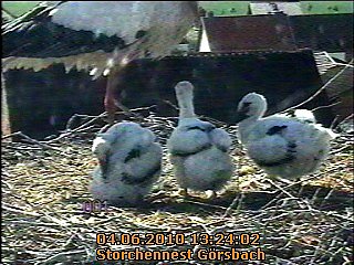 Neues aus dem Storchennest