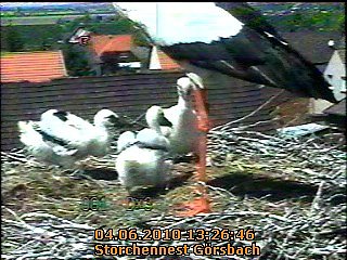 Neues aus dem Storchennest