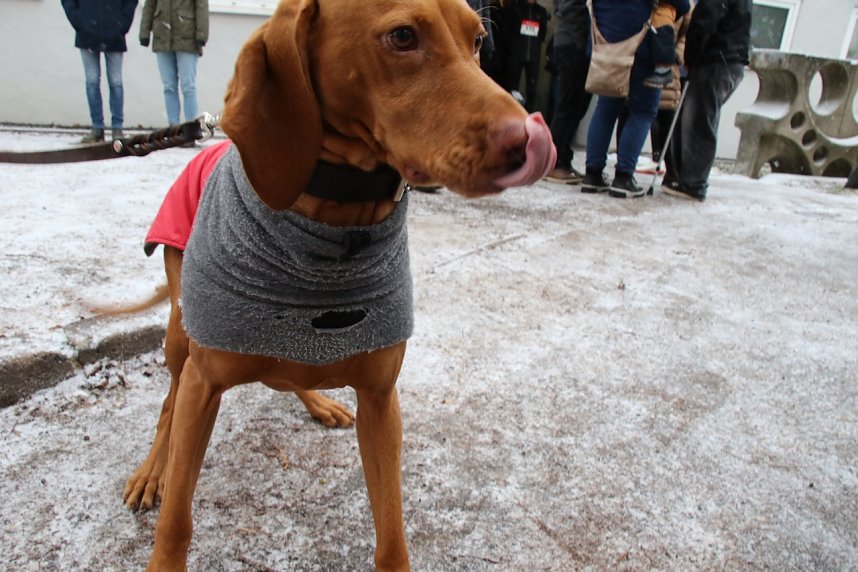 37. Nordh&auml;user Silvesterlauf
