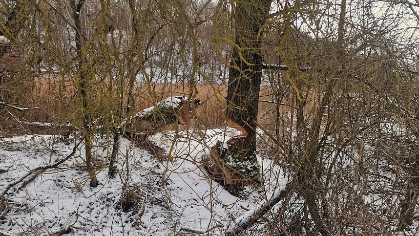 Winterwanderung in der Windl&uuml;cke