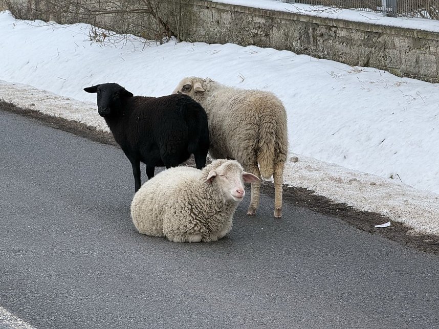 Eine Tierhaltung im Landkreis Nordhausen wurde aufgel&ouml;st.