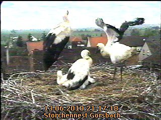 Neues aus dem Storchennest