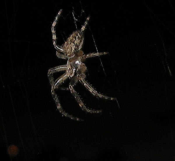 Spinne am Abend