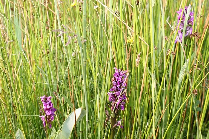 Im Einklang mit der Natur