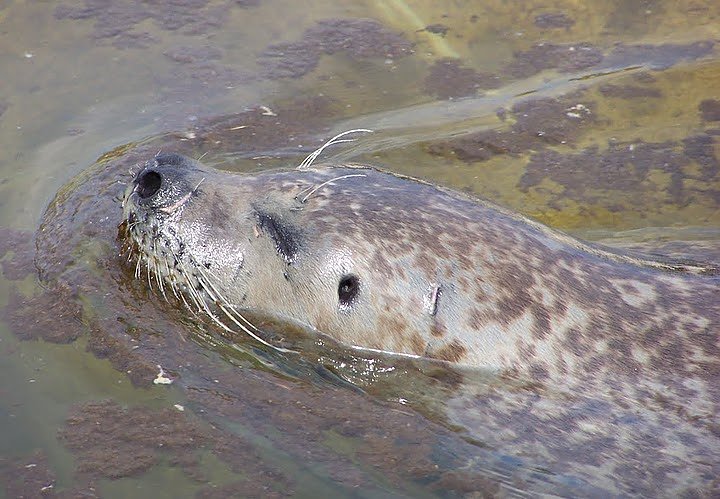 Besuch bei den Heulern