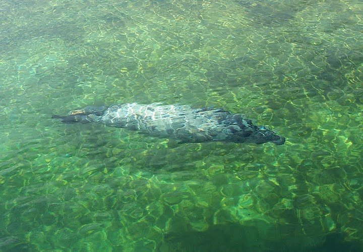 Besuch bei den Heulern