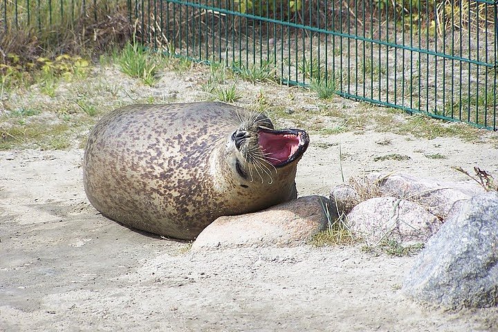 Besuch bei den Heulern