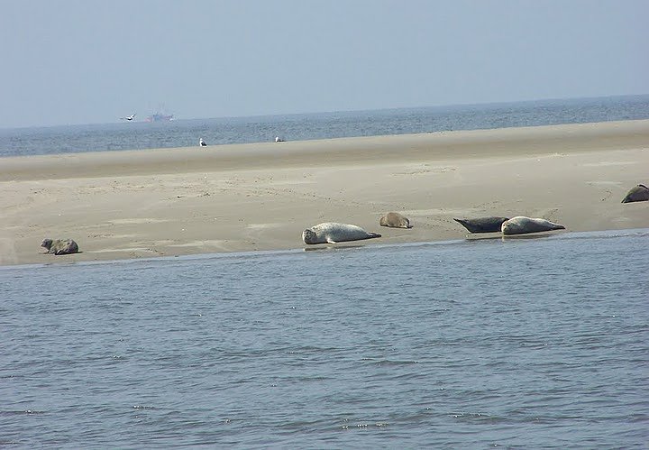 Besuch bei den Heulern