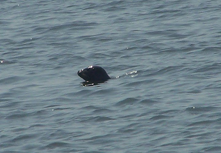 Besuch bei den Heulern
