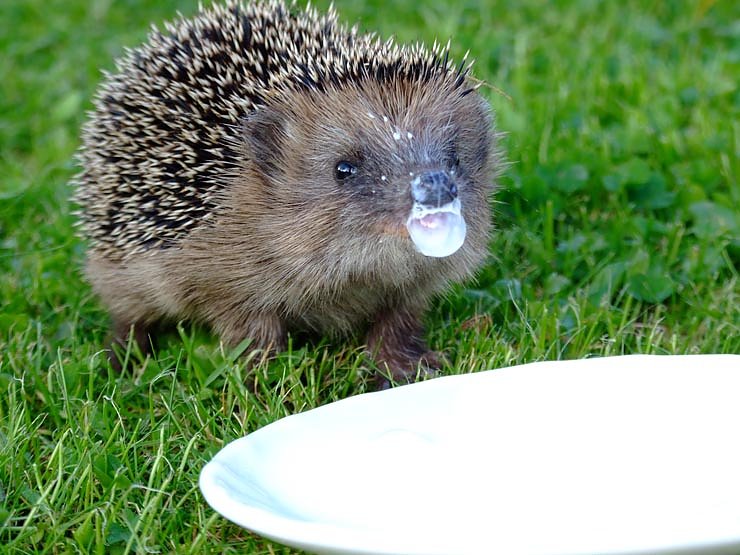 Herbstliche Begegnungen