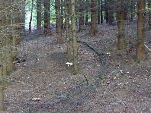 Um Steigerthal gewandert