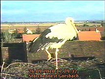 Neues aus dem Storchennest