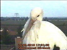 Neues aus dem Storchennest