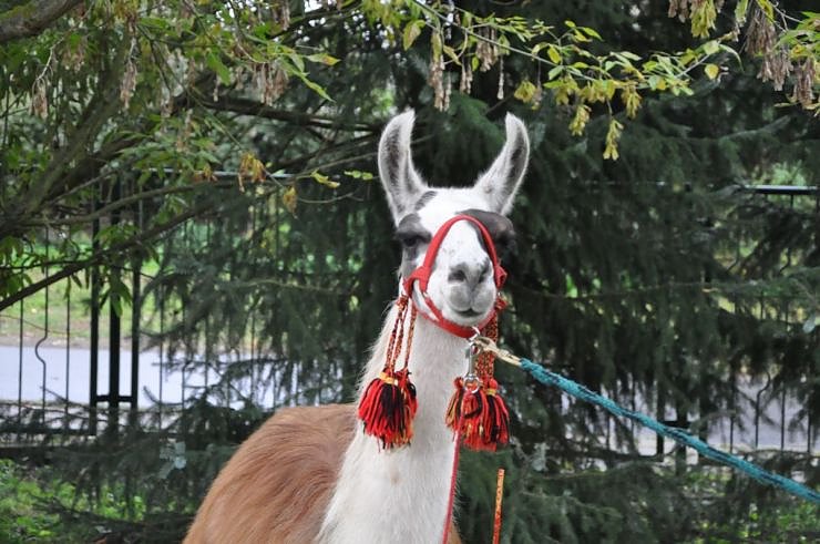 "Vielfalt tut gut" - Stra&szlig;enfest beim Falken