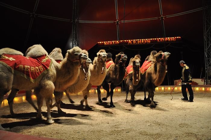 Zirkus Aeros in Nordhausen