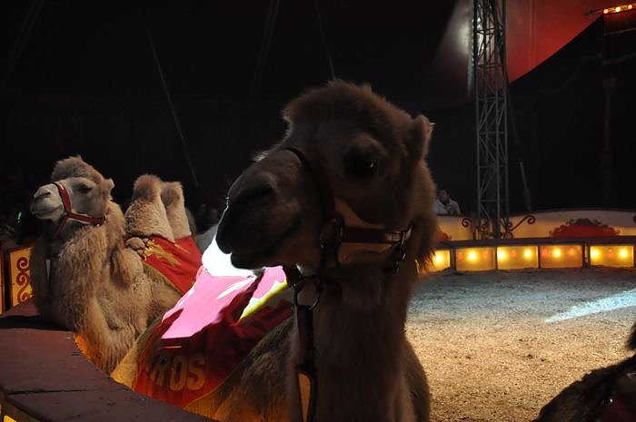 Zirkus Aeros in Nordhausen