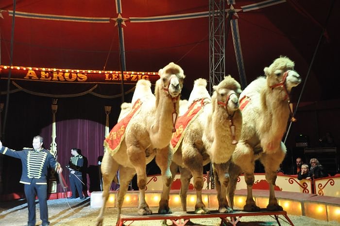 Zirkus Aeros in Nordhausen